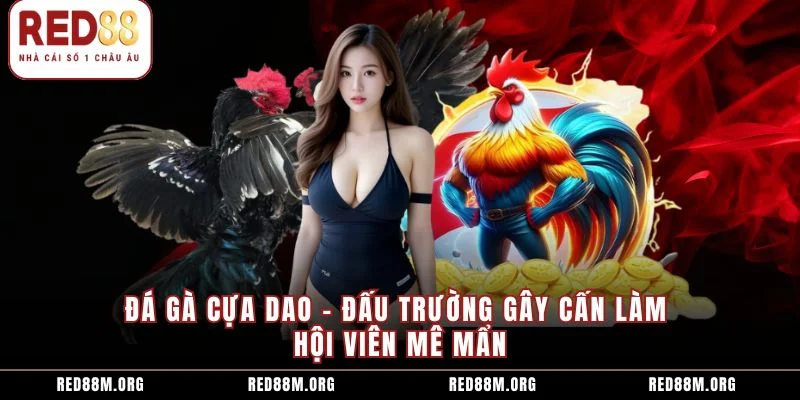 Đá Gà Cựa Dao