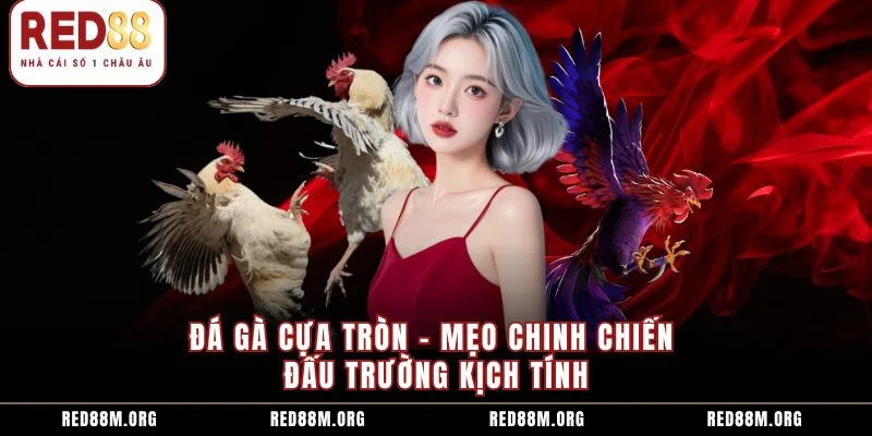 Đá Gà Cựa Tròn