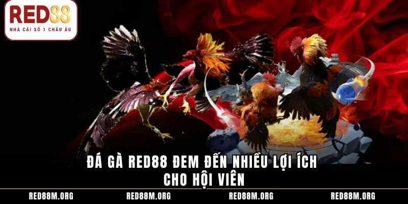 Đá gà Red88 đem đến nhiều lợi ích cho hội viên
