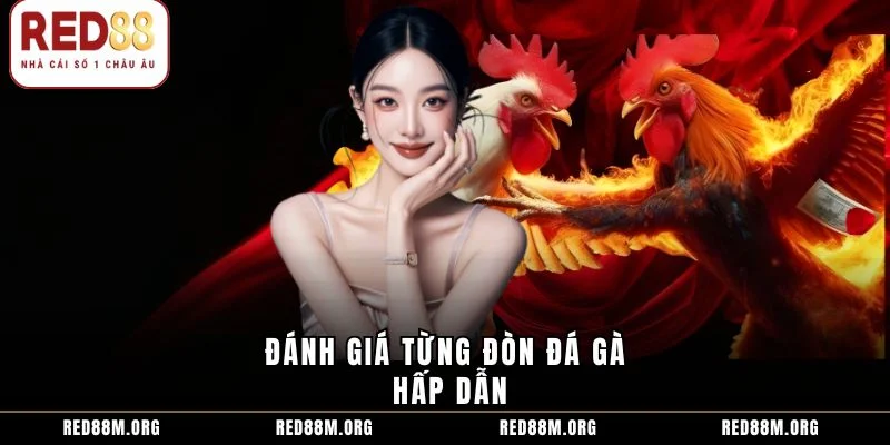 Đánh giá từng đòn đá gà hấp dẫn
