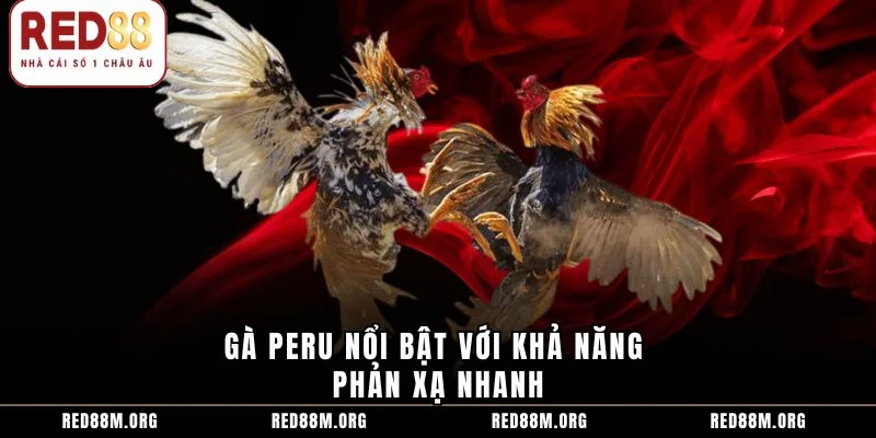 Gà Peru nổi bật với khả năng phản xạ nhanh