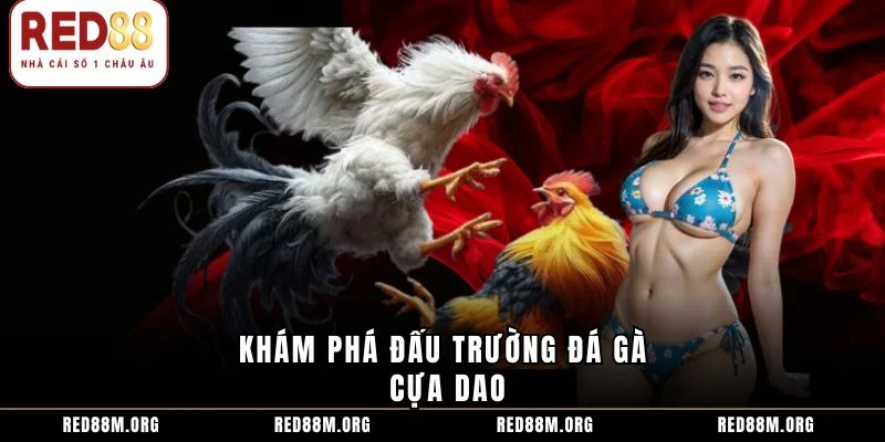 Khám phá đấu trường đá gà cựa dao