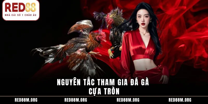 Nguyên tắc tham gia đá gà cựa tròn