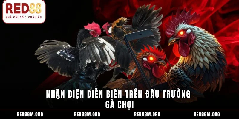 Nhận diện diễn biến trên đấu trường gà chọi